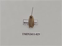 藏品(灰雙線刺蛾)的圖片